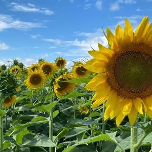 Meet your Posher, Deborah